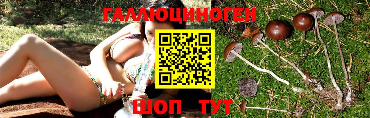 Сочи  как найти закладки  Вход с VPN  Псилоцибиновые грибы Psilocybine cubensis 